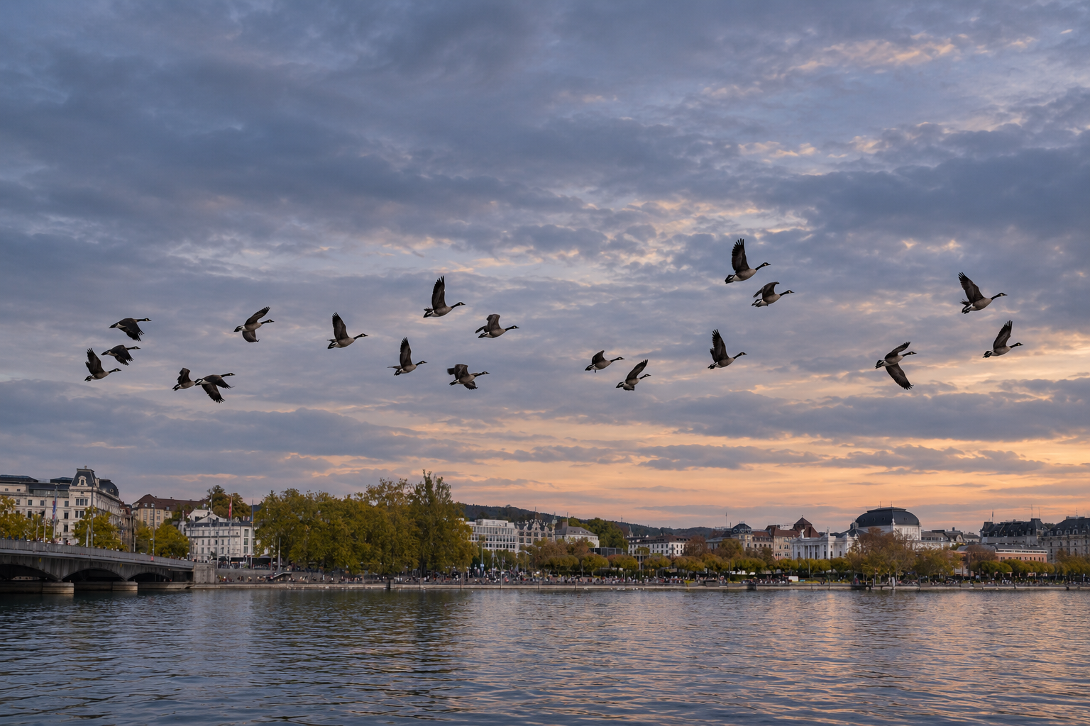 Wild geese return